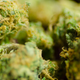 Illustration for article titled Jersey Weed, Antarctic Cheese Doodles, and Tracy Morgan on Shorties (NSFW)